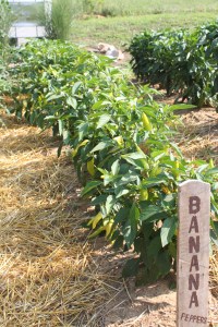 Banana Peppers ready to be selected and maintained