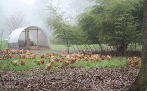 Chicken Farm in Houston